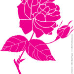 Rosa Chinensis misc art & design