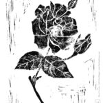 Rosa Chinensis - lino cut misc art & design